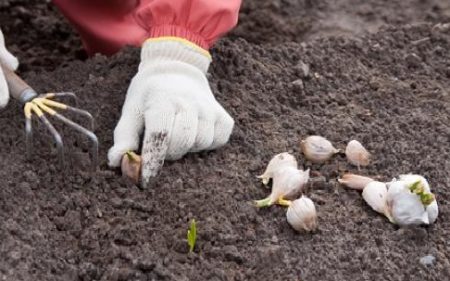 When to plant garlic under the winter in 2016 according to the lunar calendar