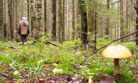 Where to go for mushrooms in the Moscow Region 2016 by car