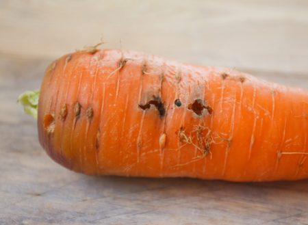 Коренови култури, повредени от ларви на морковна муха.