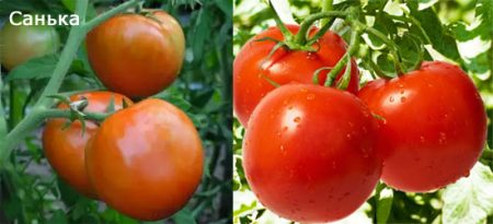 tomato-Sanka-foto-otzyvy-urozhajnost