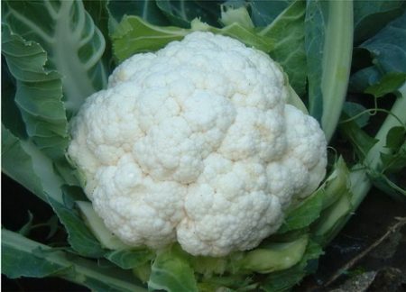 Cauliflower - outdoor cultivation and care
