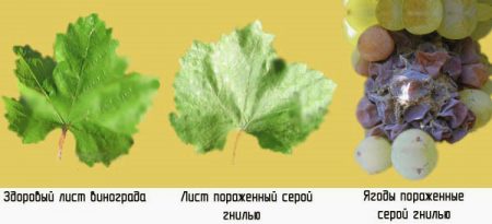 grape diseases gray rot description with photos treatment methods