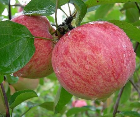 Manzana canela a rayas: descripción, foto, comentarios