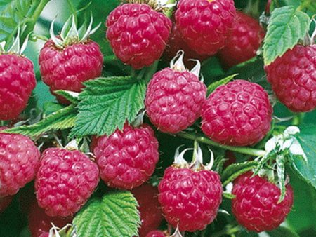 Repair raspberries: planting and care in the open ground