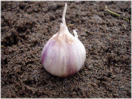 planting winter garlic