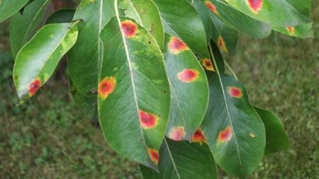 rust cherry disease description with photos and treatment methods
