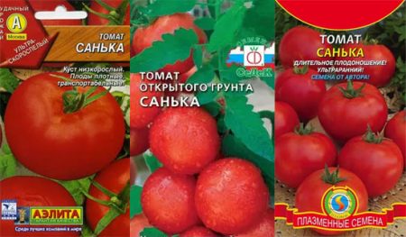 עגבניה-סאנקה-אורוז'אנויסט-אוציווי
