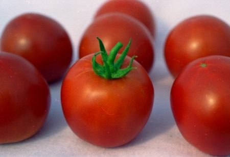 описание на сорта домат и бяла характеристика на снимката