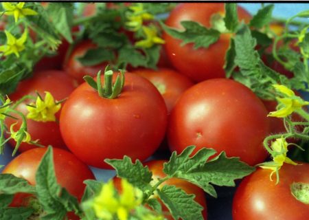 tomaten witte vullende foto