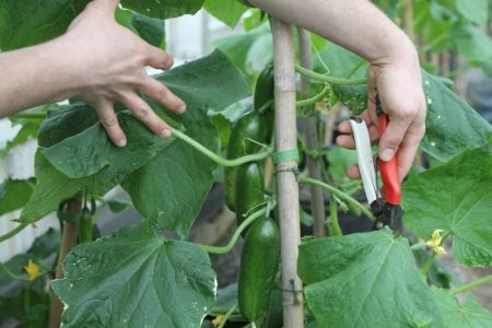 Cucumber care in the greenhouse from planting to harvest, video