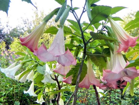 Снимка и описание на цветя Datura