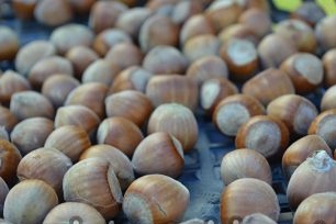 Lískové ořechy - prvky péče