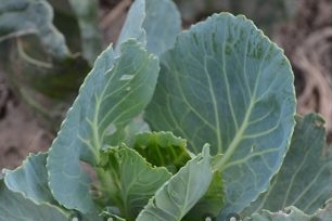 Cabbage care