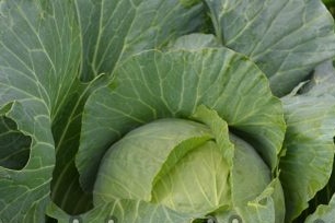 Features of planting and caring for white cabbage