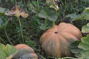 A vivid representative of hard-barked pumpkin is the gymnosperm plant variety