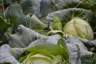 Features of growing white cabbage in the open ground