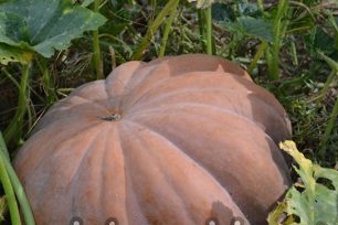 How to grow a good pumpkin crop