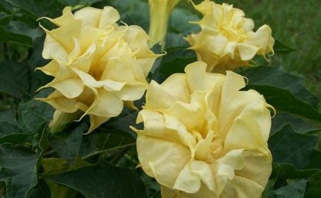 Popis květina Datura