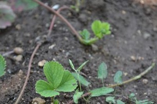 Planting methods for strawberry remover
