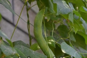 Bean Growing