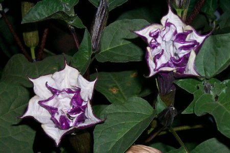 Description de la fleur de datura
