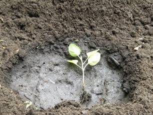 Put the seedlings in the holes