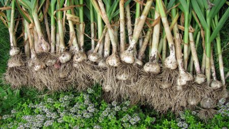 Apa yang perlu ditanam selepas bawang putih