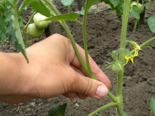 Herding tomato