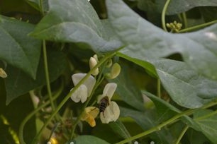 Features of growing beans