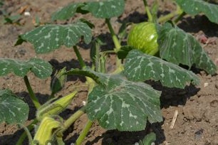 Growing pumpkins on the site