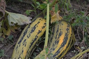 Features of growing zucchini