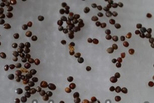 Spracované semená bielej kapusty