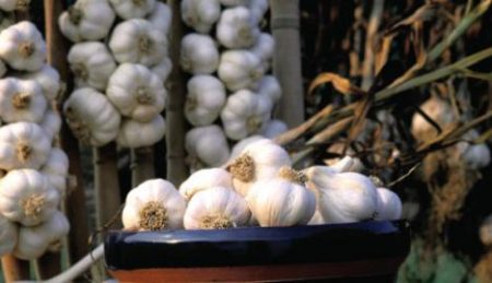 How to prepare a bed of garlic for planting in the fall