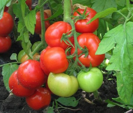 Collector tomato seeds for 2017