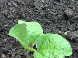 How to plant eggplant seedlings
