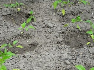 ¿Cómo plantar plántulas de pimiento en una cama?