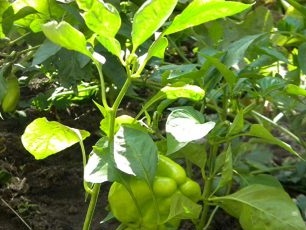 Hur man odlar peppar från plantor