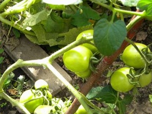 Cultivo de tomates
