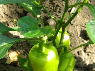 Growing pepper from seedlings