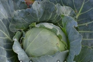 How to grow white cabbage