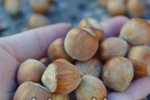 Zralé lískové ořechy