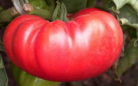 Collector Tomato Seeds voor 2017
