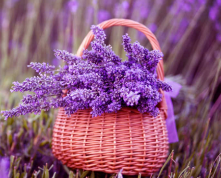 Lavendel: planten en verzorgen in de volle grond
