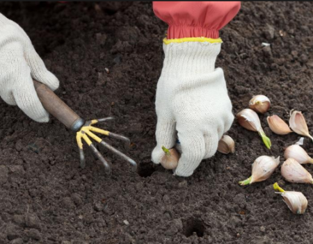 Cum se prepară un pat de usturoi pentru plantare