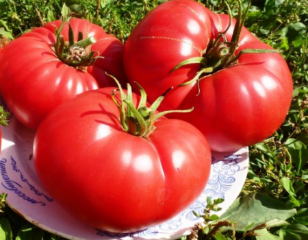 Колекционерски семена от домати за 2017г