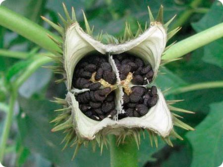 Fotografie și descriere floare Datura