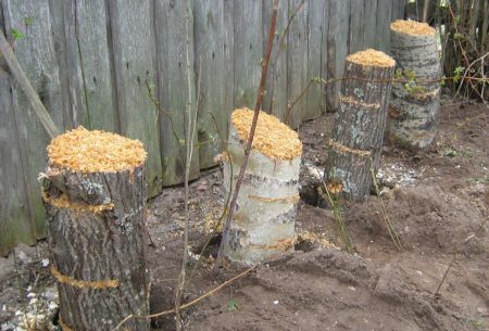Growing oyster mushrooms at home for beginners