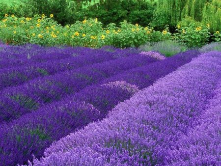 Lavender: penanaman dan penjagaan di kawasan terbuka