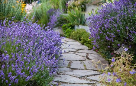 Lavender: penanaman dan penjagaan di kawasan terbuka