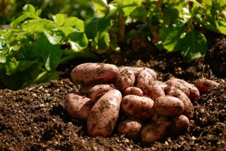 Wat te planten na aardappelen volgend jaar, tabel